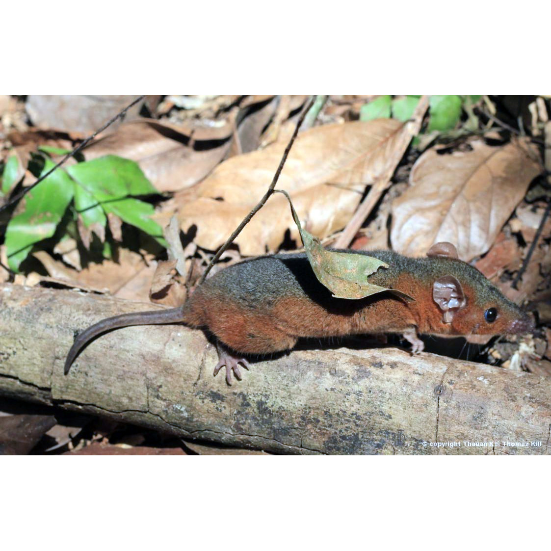 Amazonian Red-sided Opossum (Monodelphis glirina) Фото №2