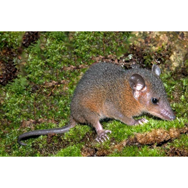 Amazonian Red-sided Opossum (Monodelphis glirina) Фото №3