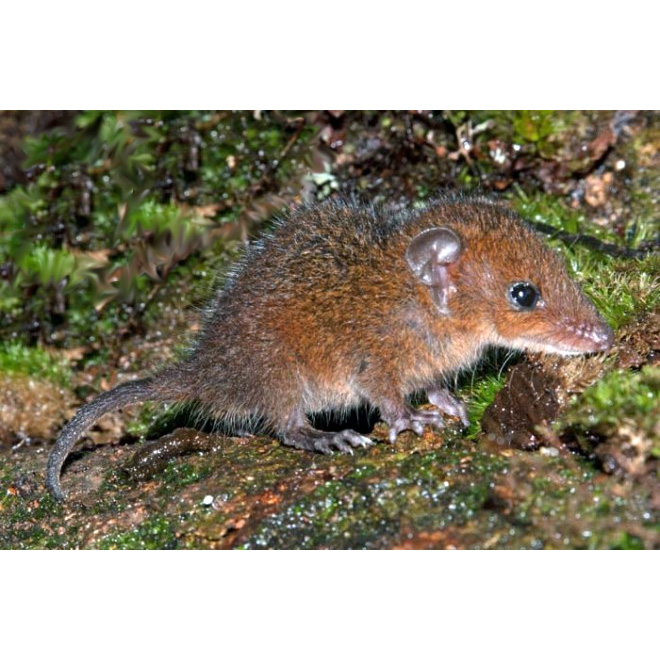 Amazonian Red-sided Opossum (Monodelphis glirina) Фото №4