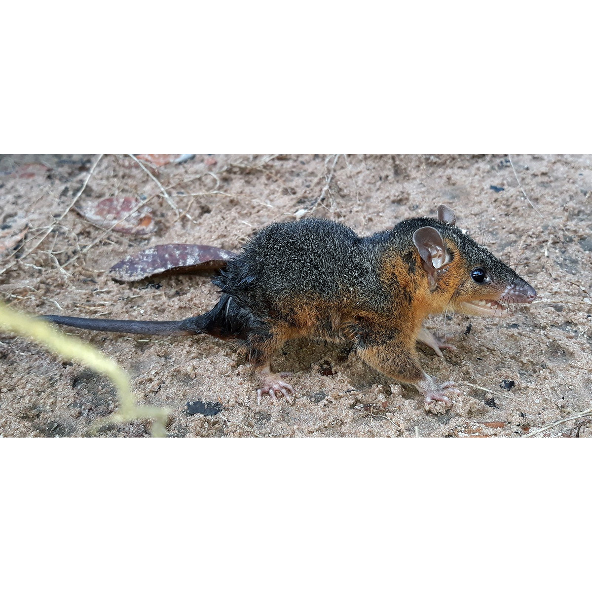 Amazonian Red-sided Opossum (Monodelphis glirina) Фото №5