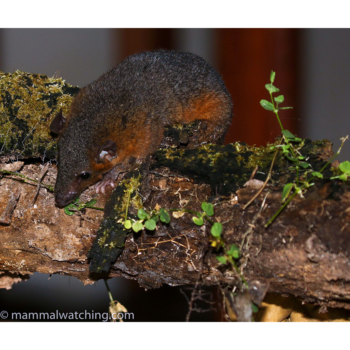 Amazonian Red-sided Opossum (Monodelphis glirina) Фото №7