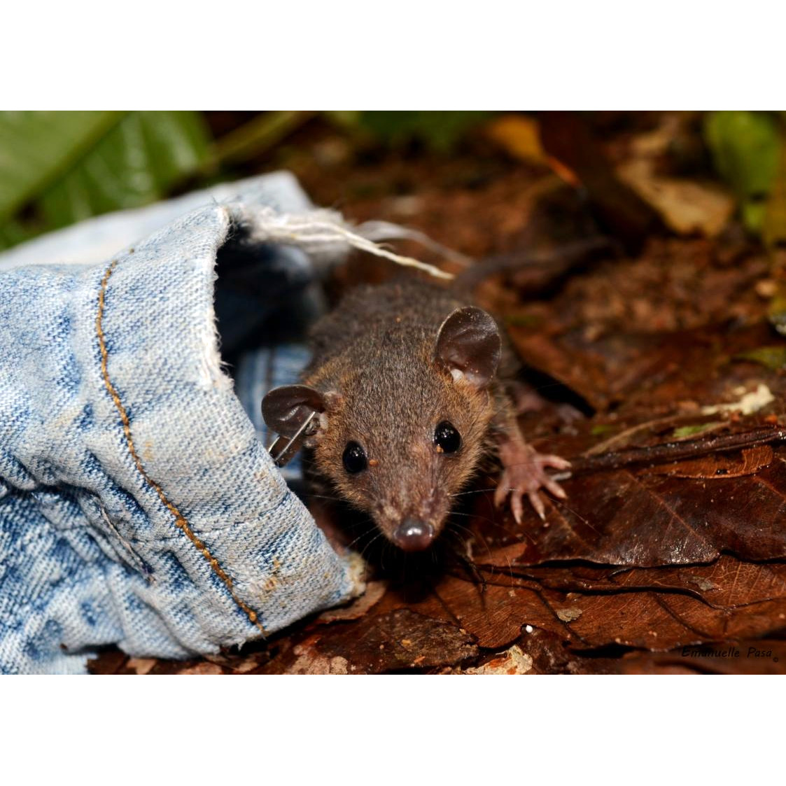 Amazonian Red-sided Opossum (Monodelphis glirina) Фото №8
