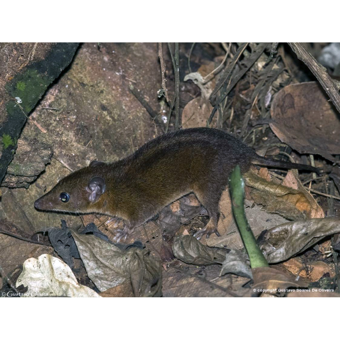 Опоссум Айеринга (Monodelphis iheringi) Фото №2
