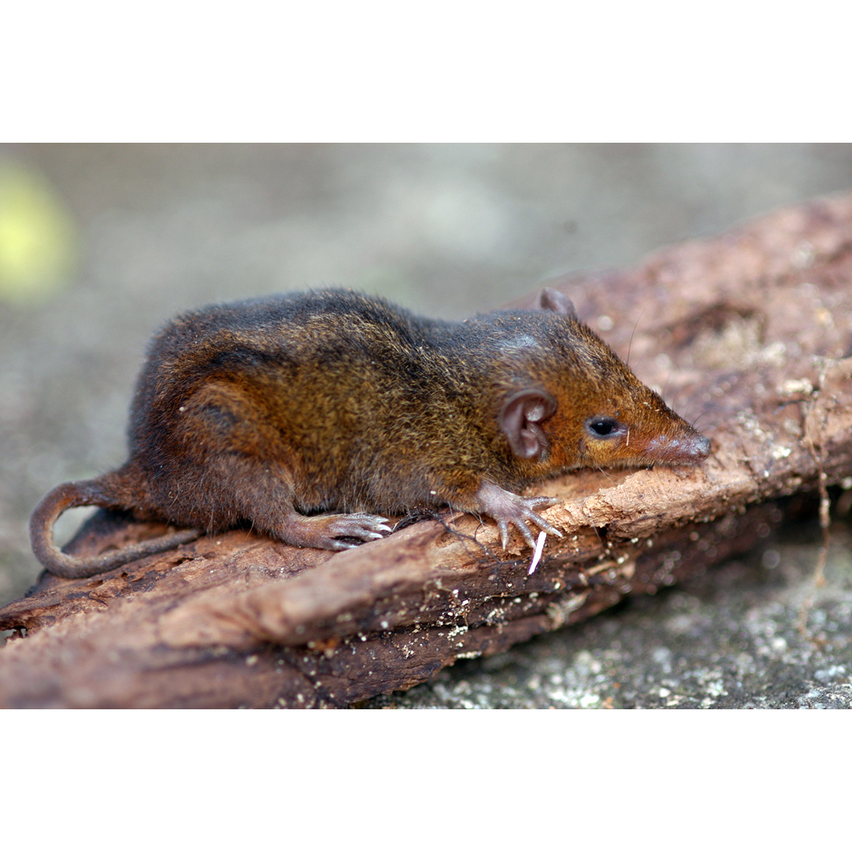 Опоссум Айеринга (Monodelphis iheringi) Фото №3