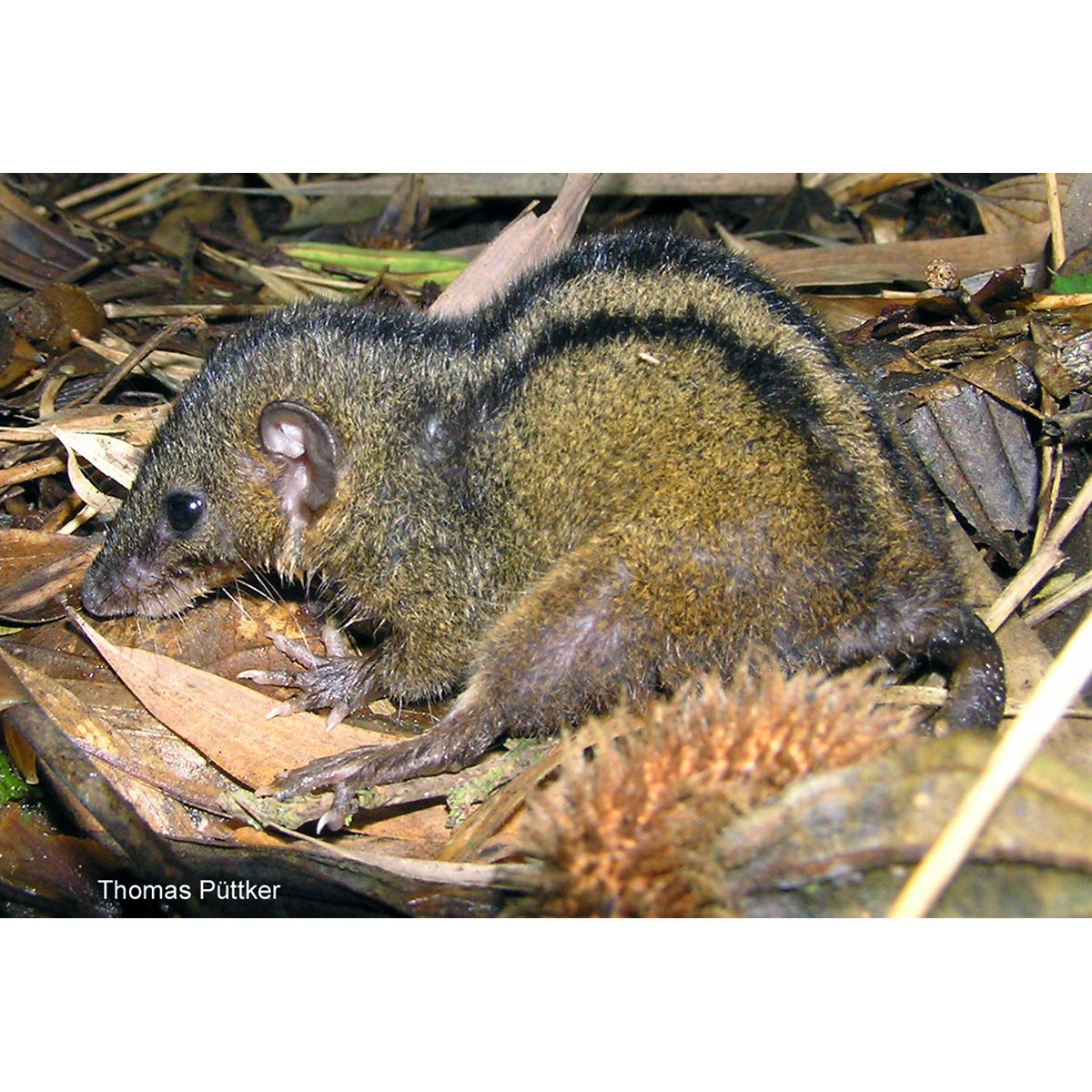 Опоссум Айеринга (Monodelphis iheringi) Фото №4