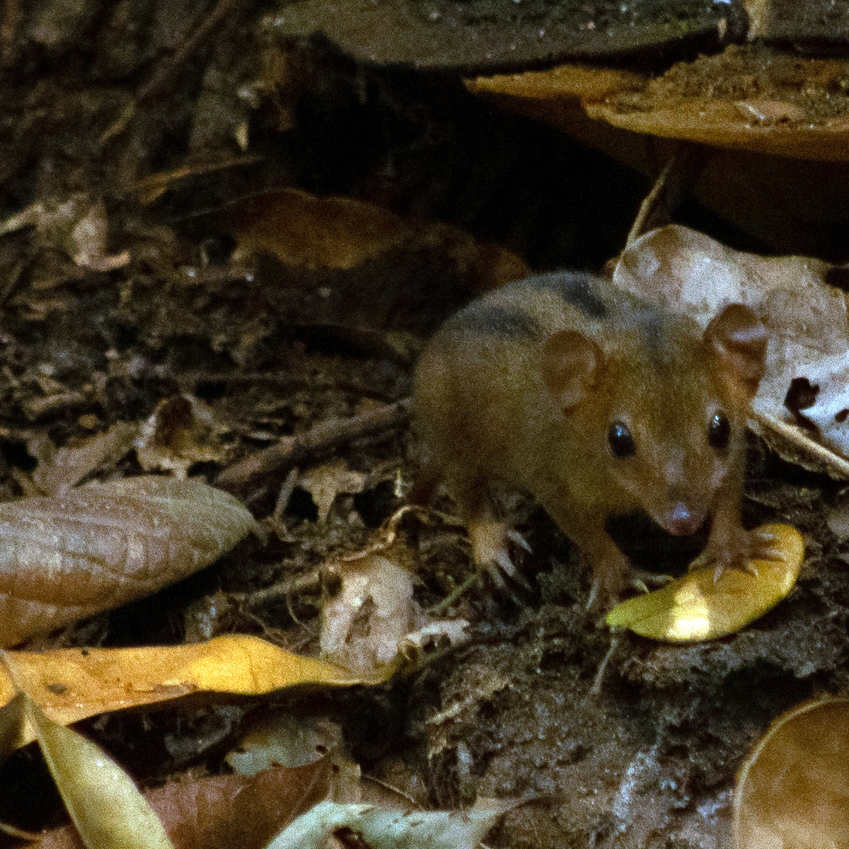 Опоссум Айеринга (Monodelphis iheringi) Фото №5