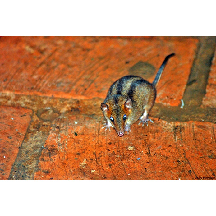 Опоссум Айеринга (Monodelphis iheringi) Фото №6