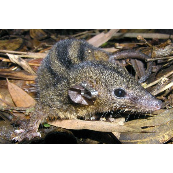 Опоссум Айеринга (Monodelphis iheringi) Фото №7