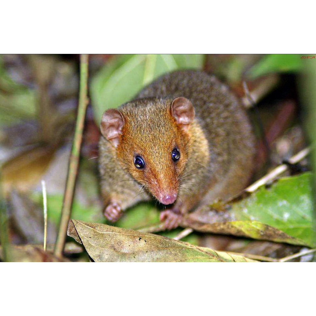 Красноголовый опоссум (Monodelphis scalops) Фото №10