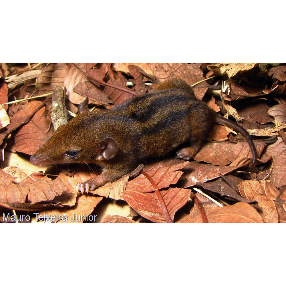 Красноголовый опоссум (Monodelphis scalops) Фото №2