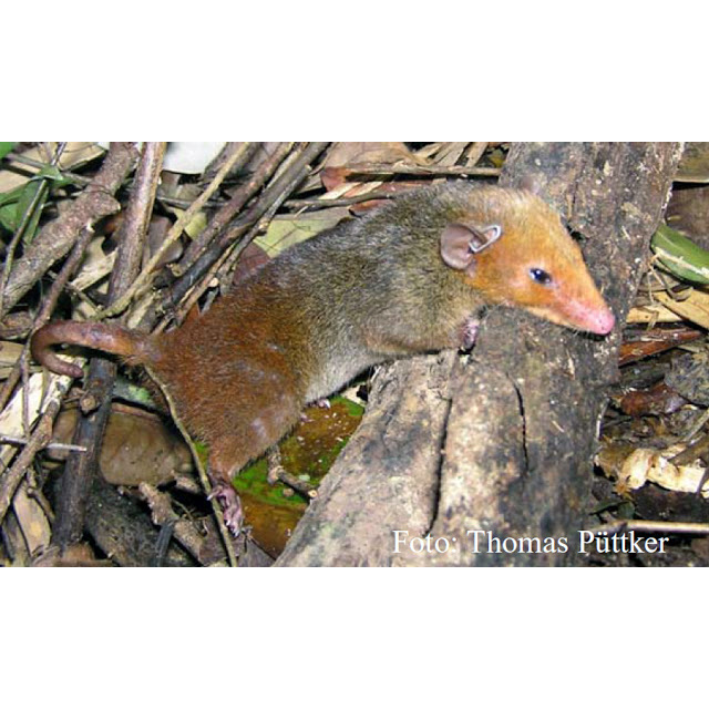 Красноголовый опоссум (Monodelphis scalops) Фото №3