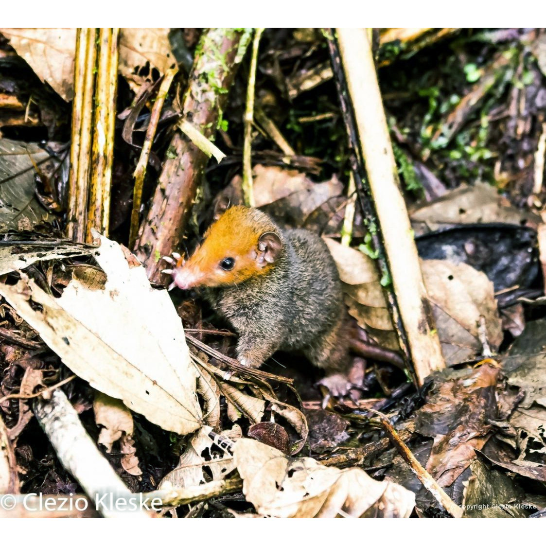 Красноголовый опоссум (Monodelphis scalops) Фото №4