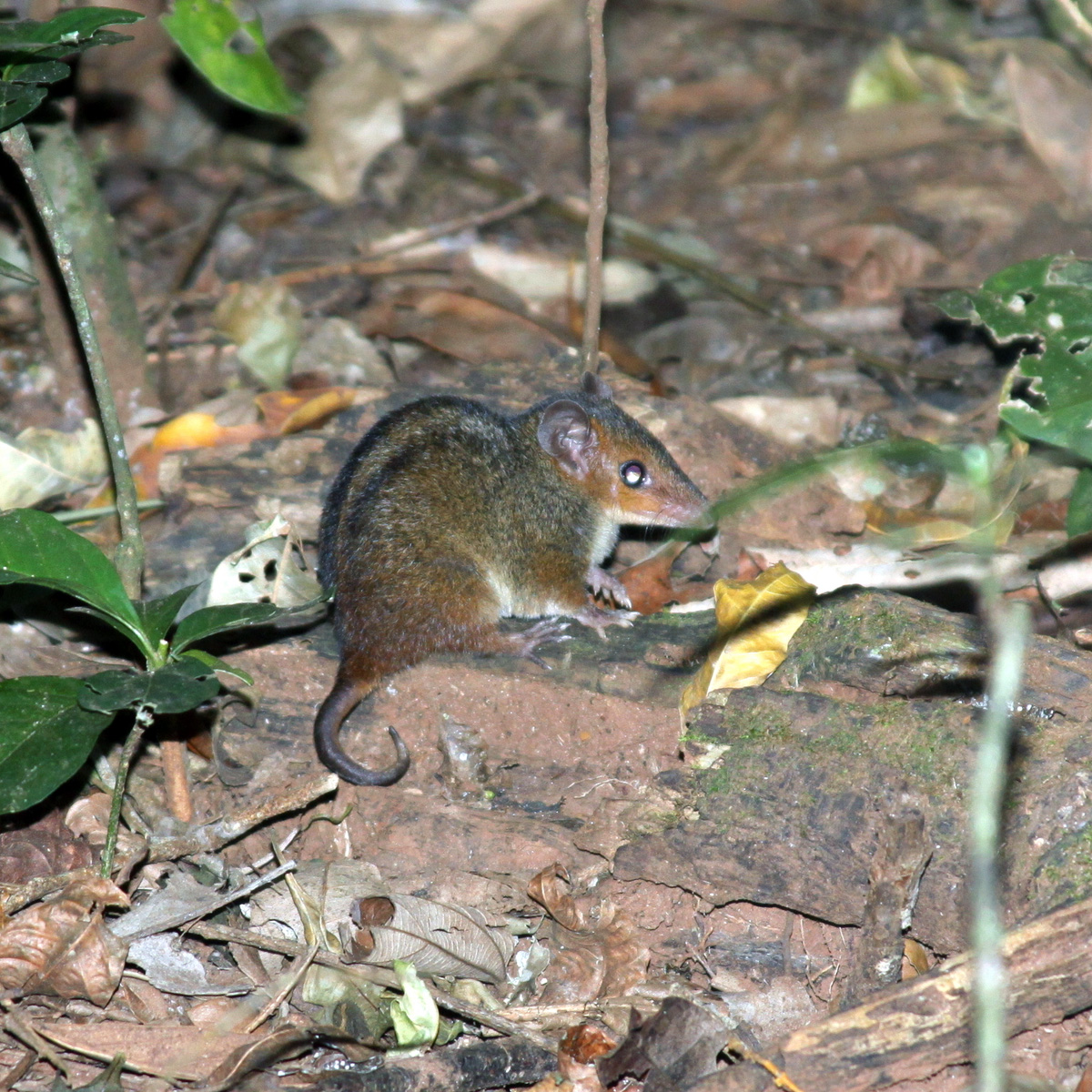 Красноголовый опоссум (Monodelphis scalops) Фото №5