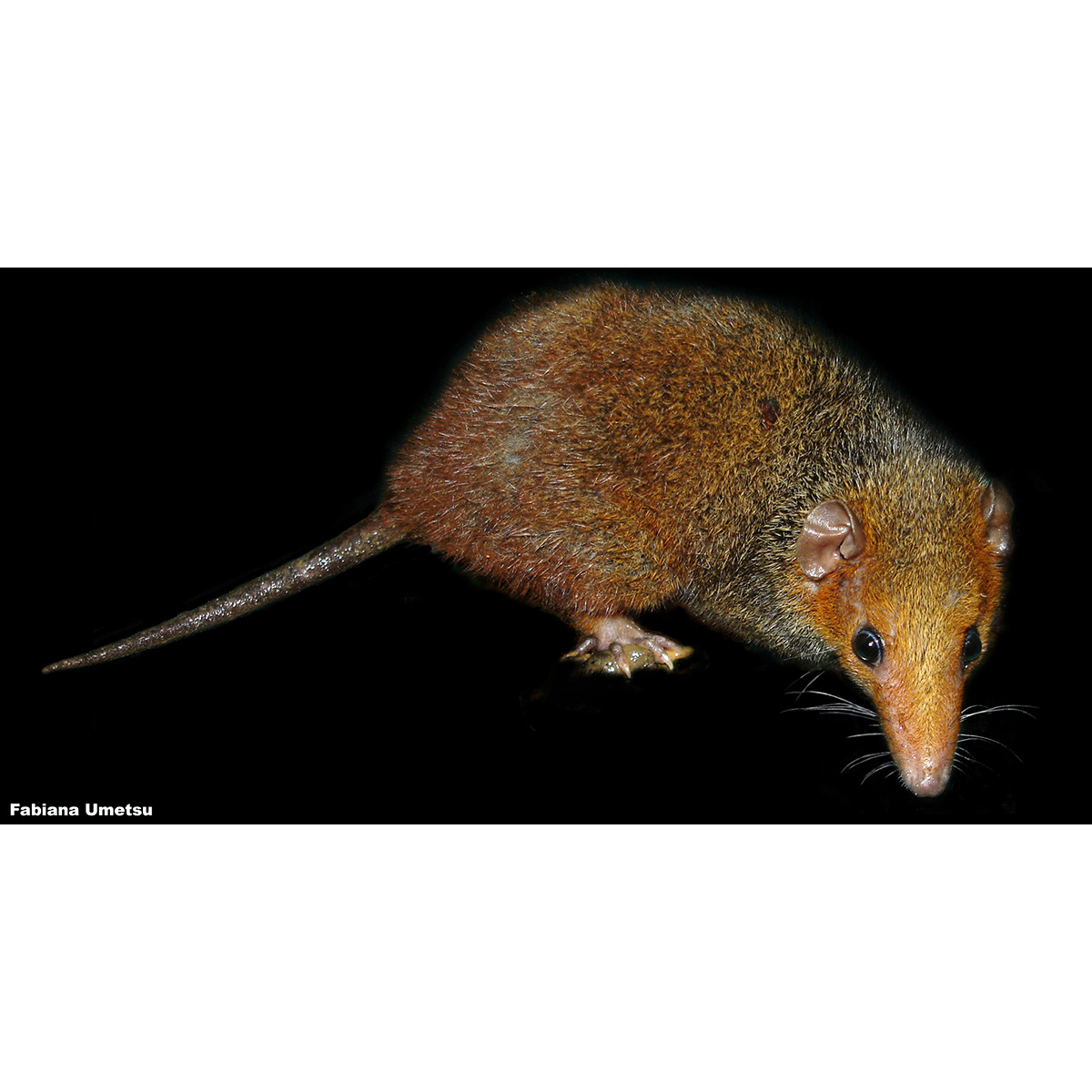 Красноголовый опоссум (Monodelphis scalops) Фото №6