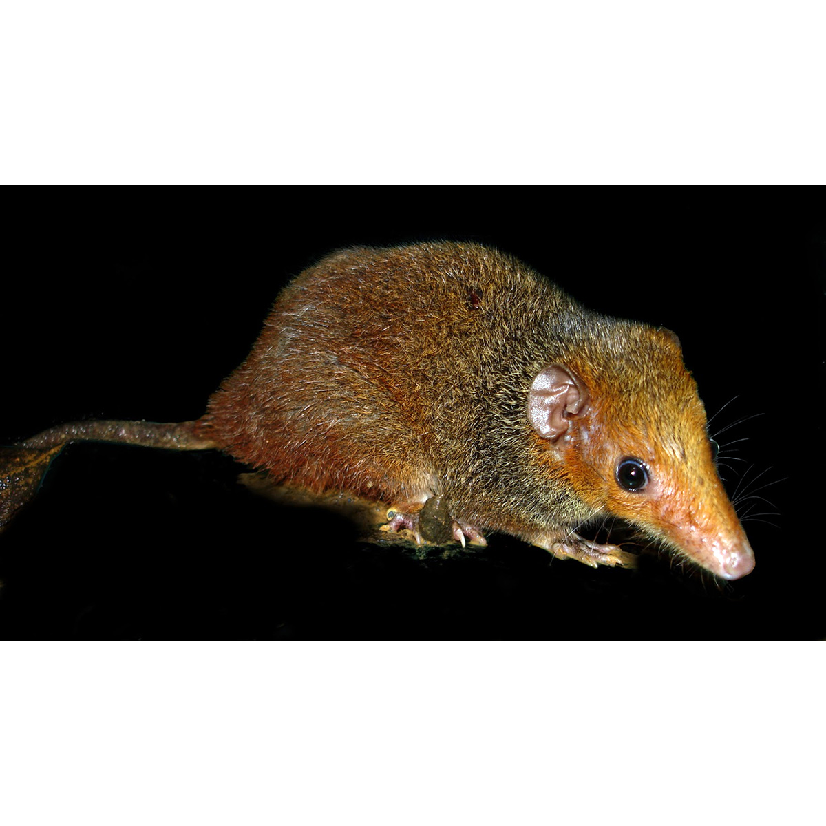 Красноголовый опоссум (Monodelphis scalops) Фото №7