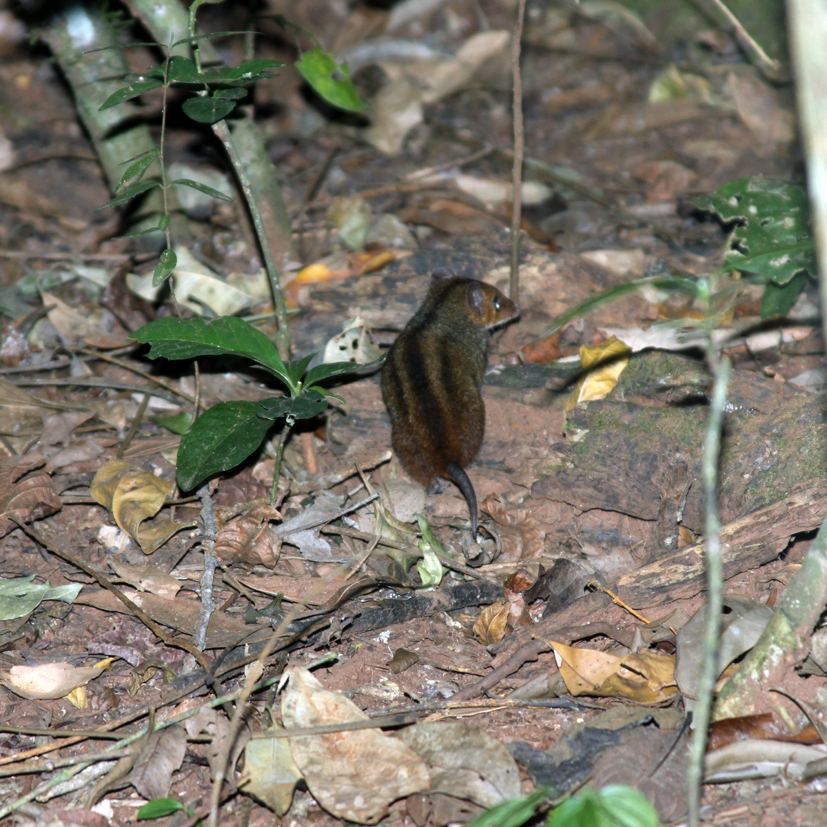 Красноголовый опоссум (Monodelphis scalops) Фото №8