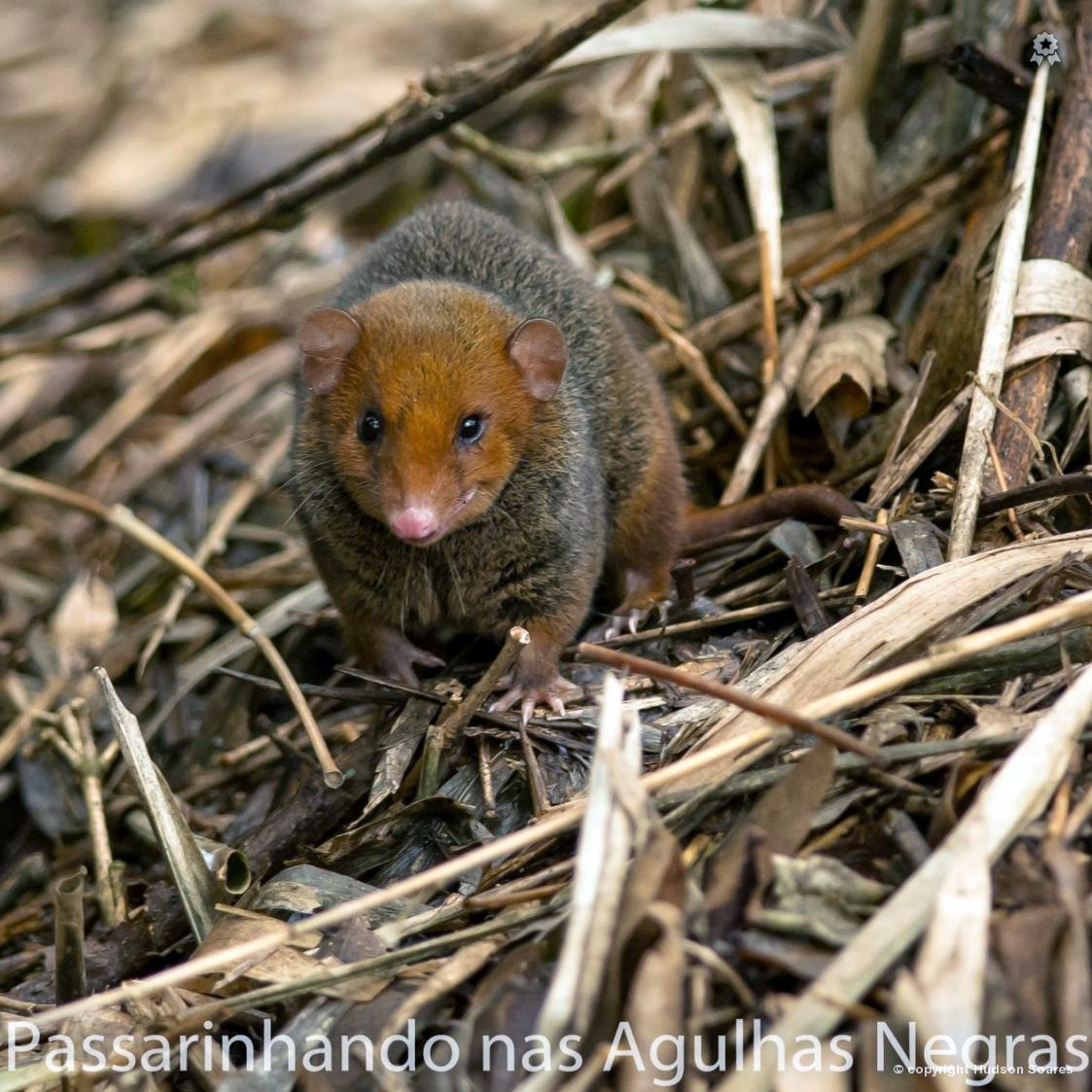 Красноголовый опоссум (Monodelphis scalops) Фото №9