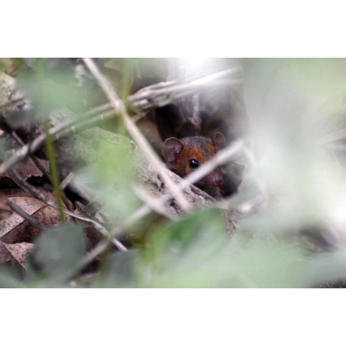 Землеройковидный опоссум (Monodelphis sorex) Фото №2