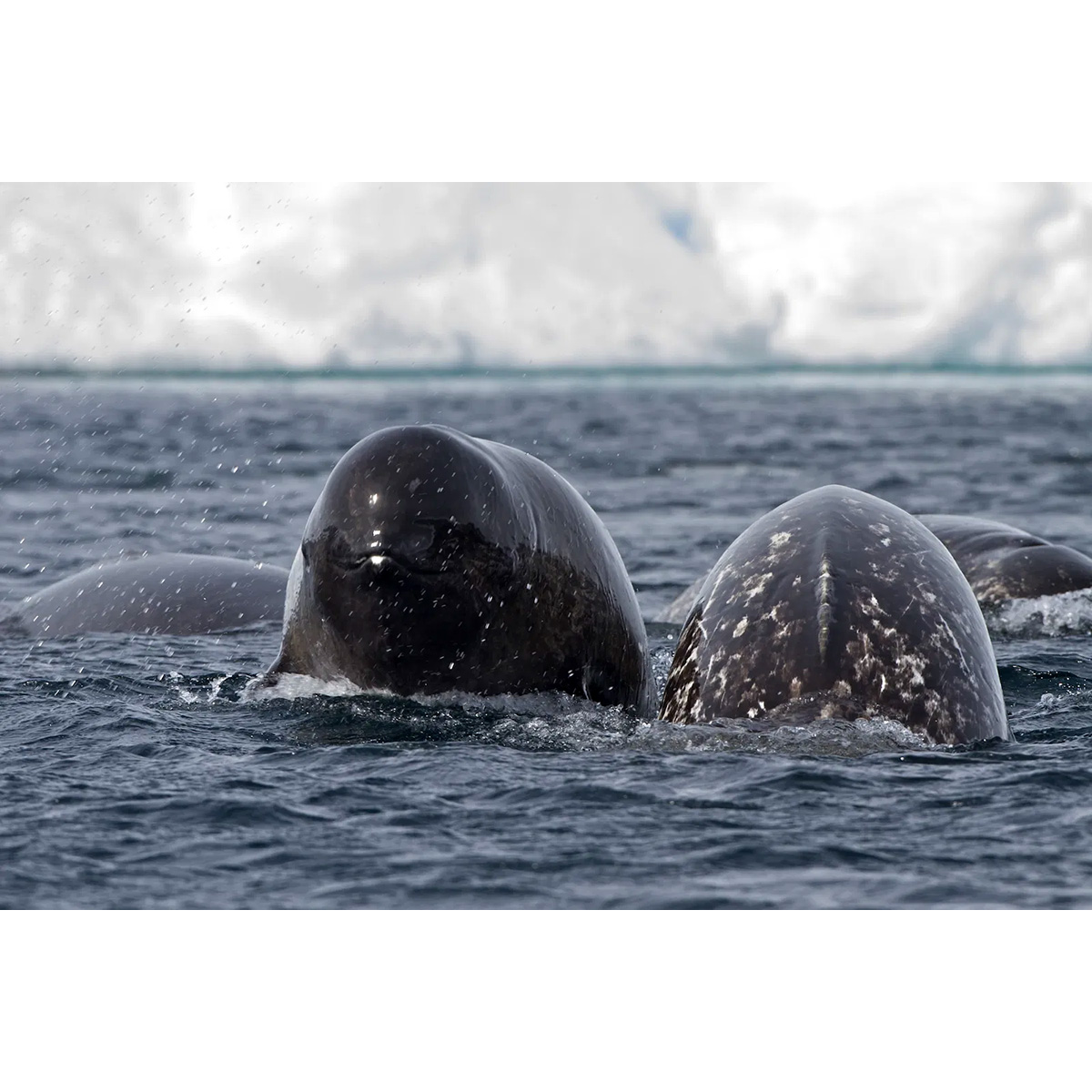 Нарвал (Monodon monoceros) Фото №10