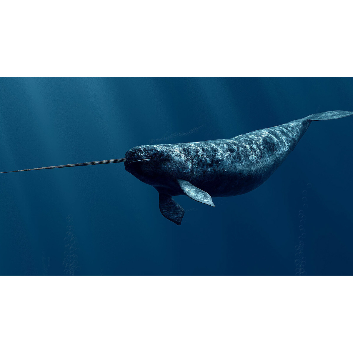 Нарвал (Monodon monoceros) Фото №2