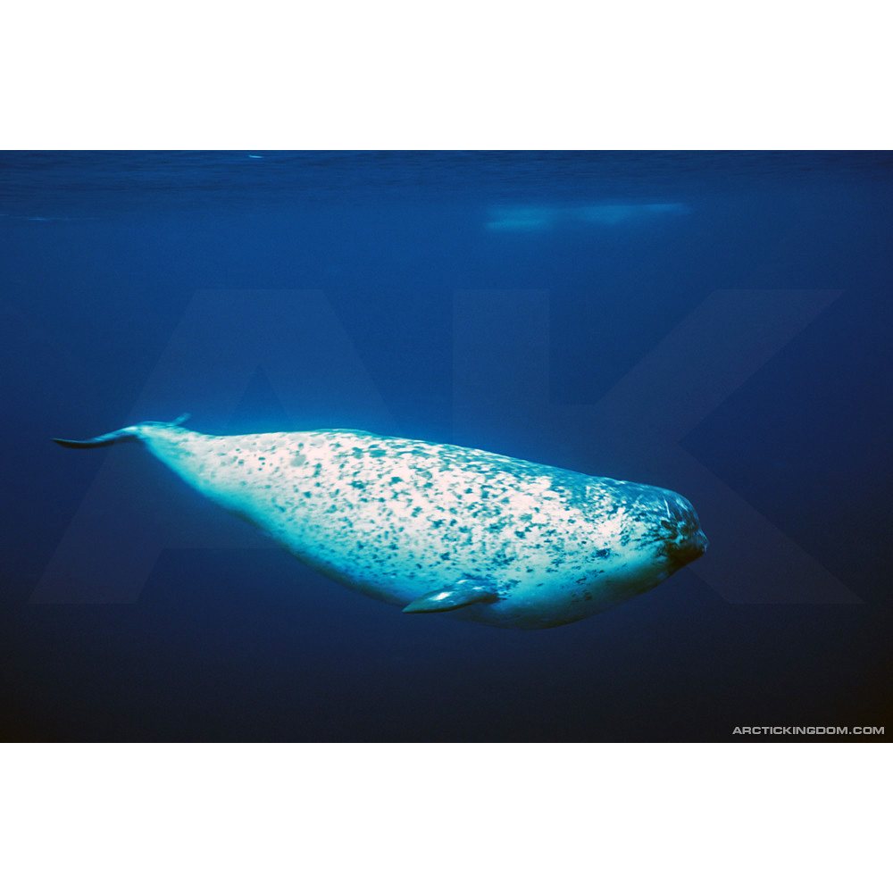 Нарвал (Monodon monoceros) Фото №4