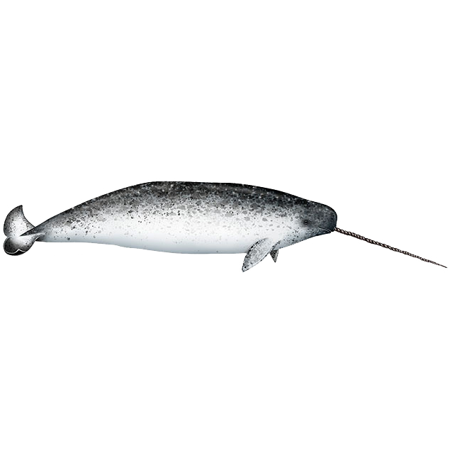 Нарвал (Monodon monoceros) Фото №1