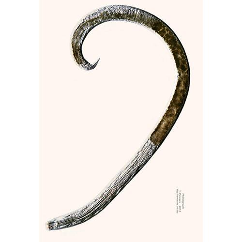 Семейство Mononchidae  фото