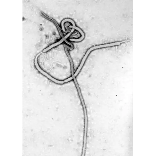 Тип Mononegavirales фото