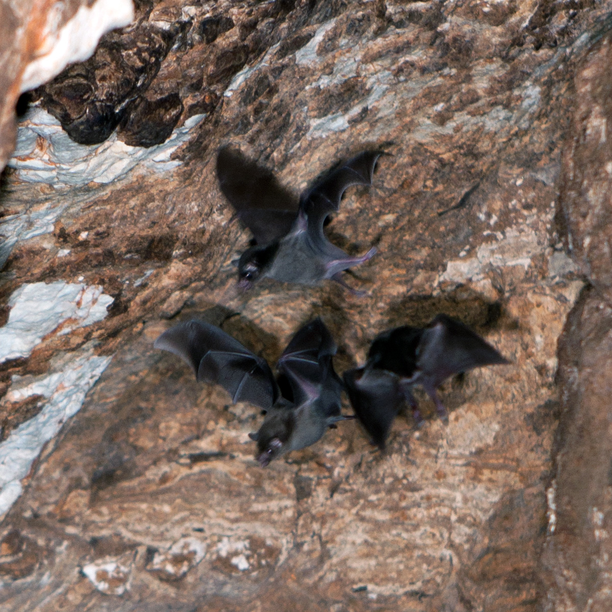 Барбадосский листонос (Monophyllus plethodon) Фото №5