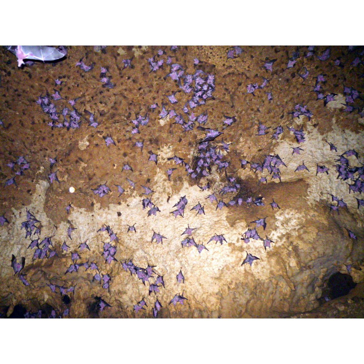 Листонос Лича (Monophyllus redmani) Фото №7