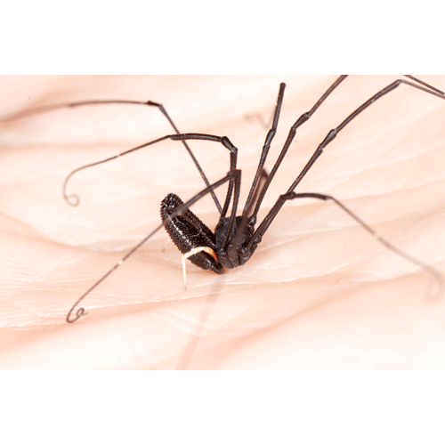 Семейство Monoscutidae фото