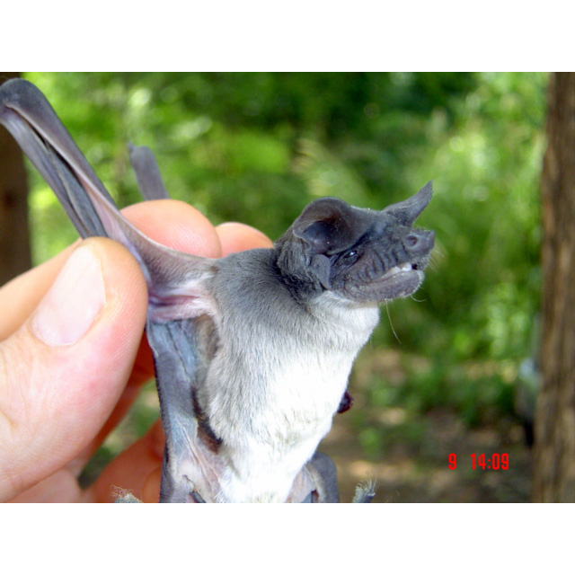 Ангольский складчатогуб (Mops condylurus) Фото №3