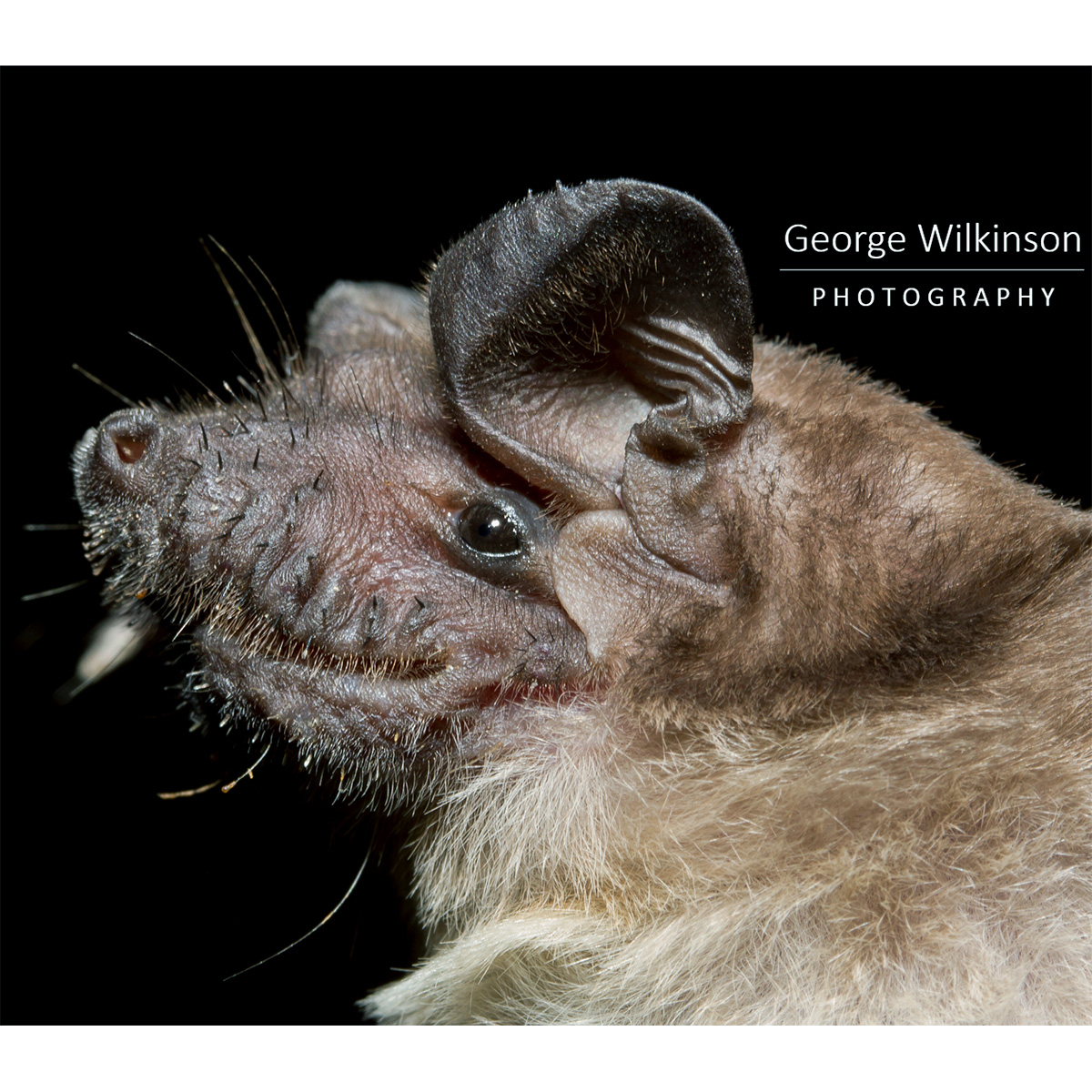 Ангольский складчатогуб (Mops condylurus) Фото №9