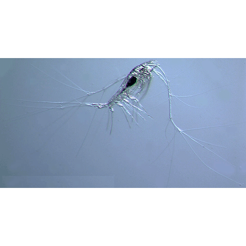 Семейство Mormonillidae фото