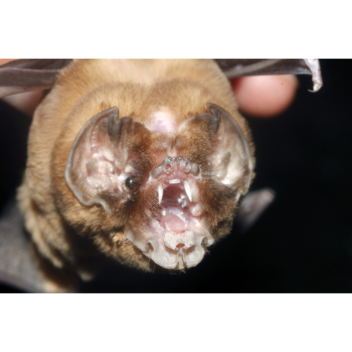 Подбородколистый листонос (Mormoops megalophylla) Фото №10