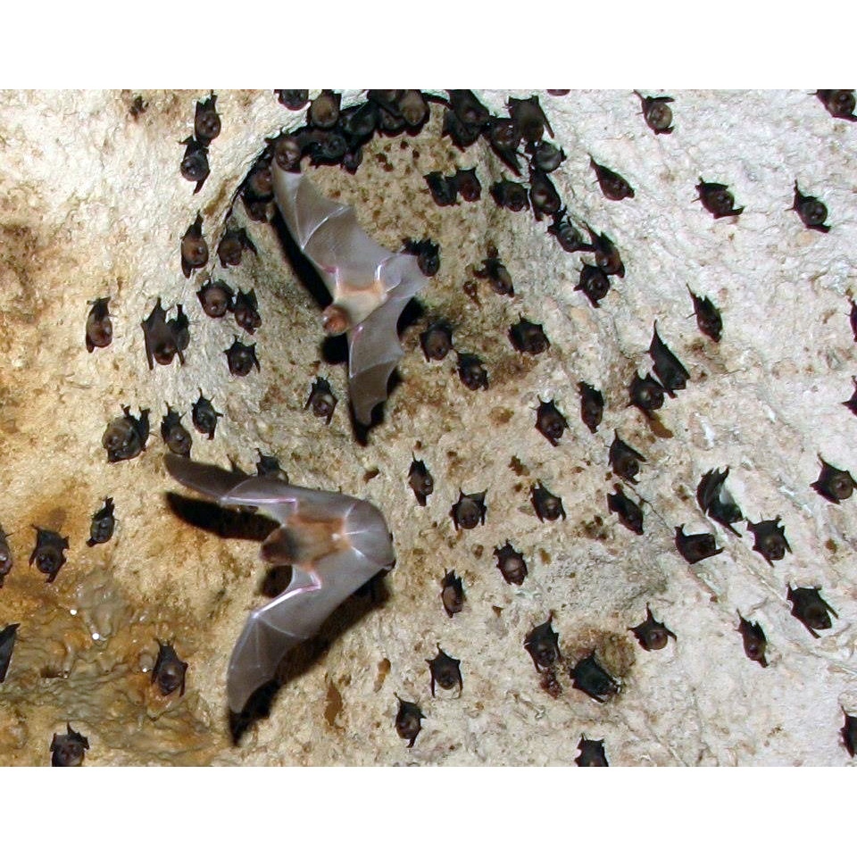 Подбородколистый листонос (Mormoops megalophylla) Фото №9