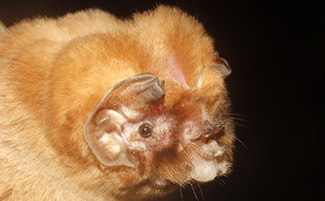 Mormoops megalophylla megalophylla