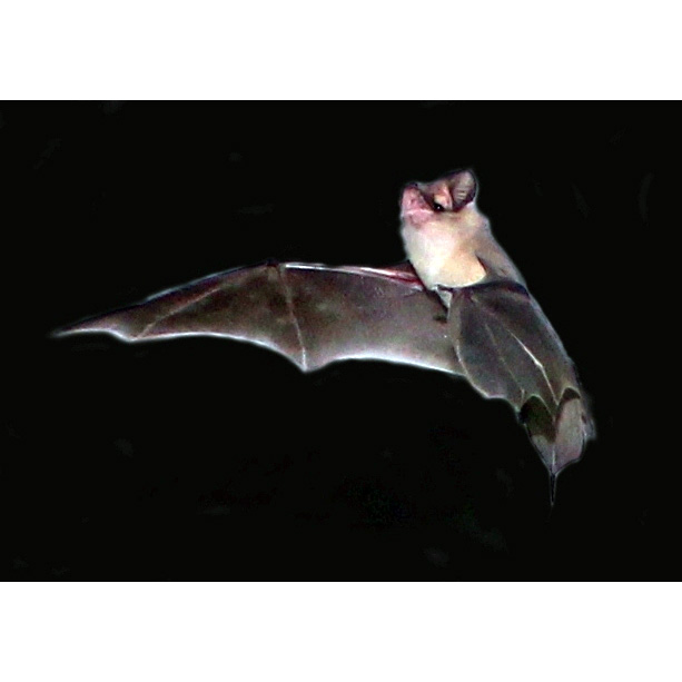 Складчатогуб Калиновского (Mormopterus kalinowskii) Фото №3