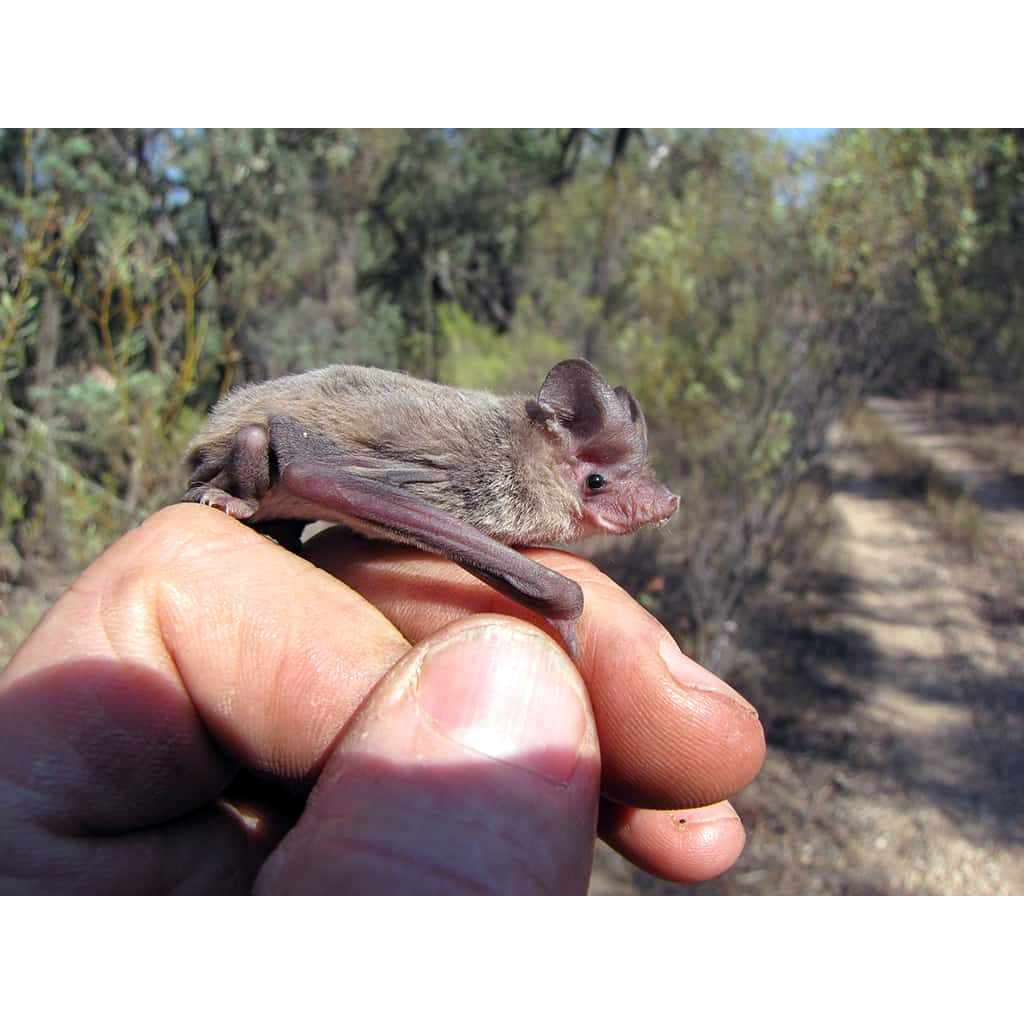 Плоскомордый складчатогуб (Mormopterus planiceps) Фото №2