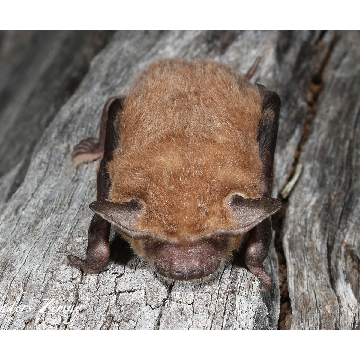 Eastern Free-Tailed Bat (Mormopterus ridei) Фото №5
