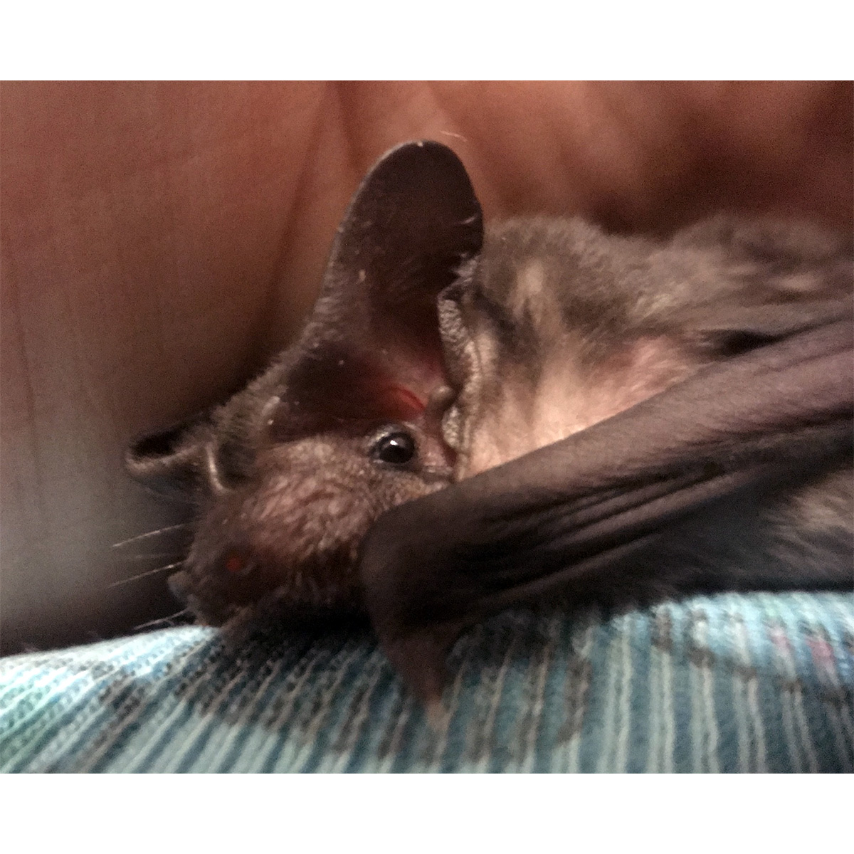 Eastern Free-Tailed Bat (Mormopterus ridei) Фото №9