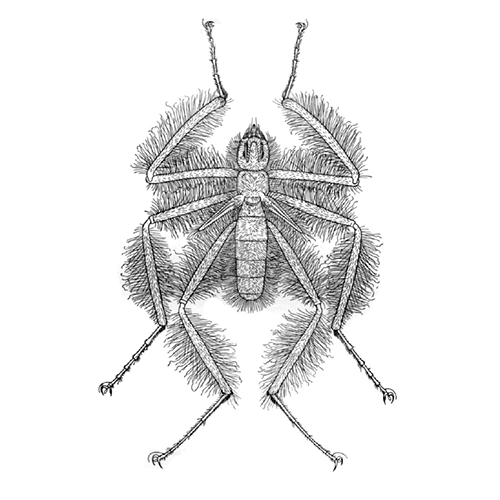 Семейство Mormotomyiidae фото