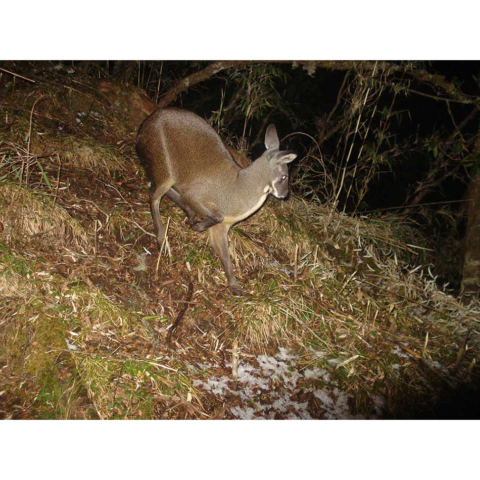Moschus berezovskii Фото №2