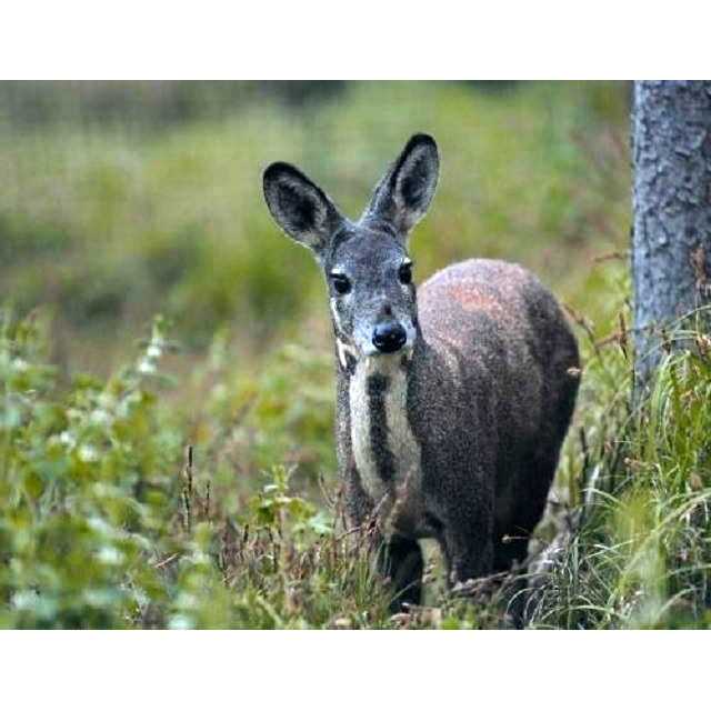 Moschus berezovskii Фото №3
