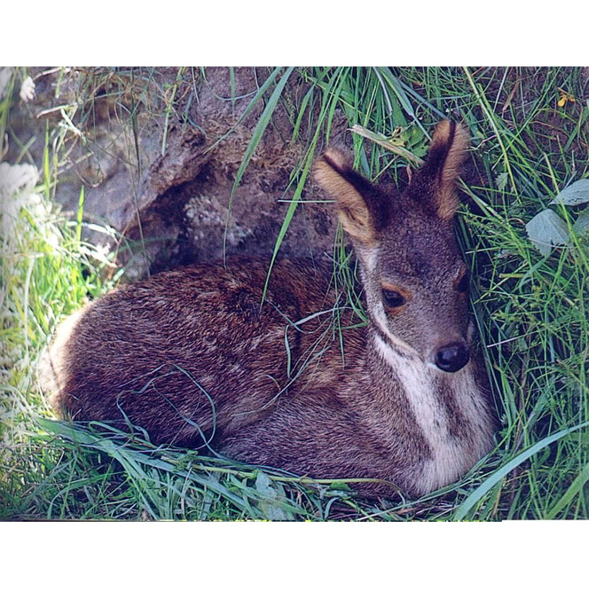 Moschus berezovskii Фото №5