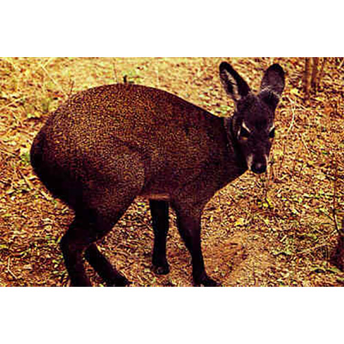 Moschus berezovskii Фото №6