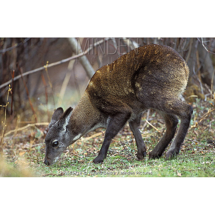 Moschus chrysogaster Фото №2