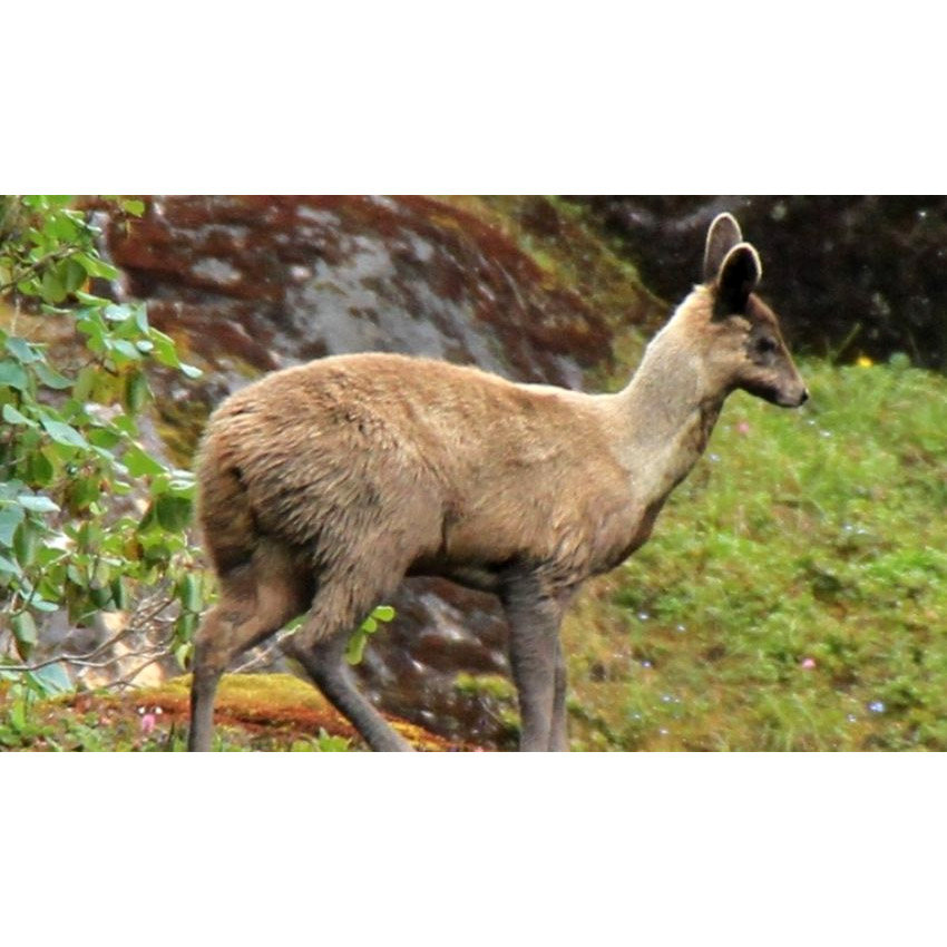 Moschus chrysogaster Фото №3
