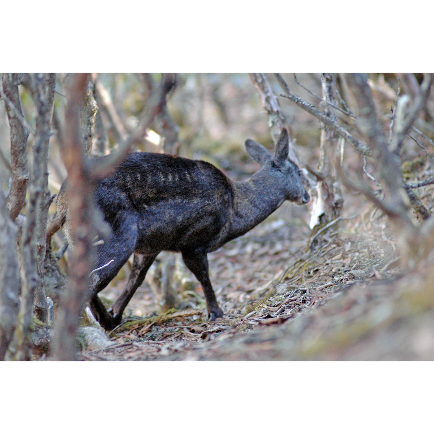 Moschus chrysogaster Фото №4