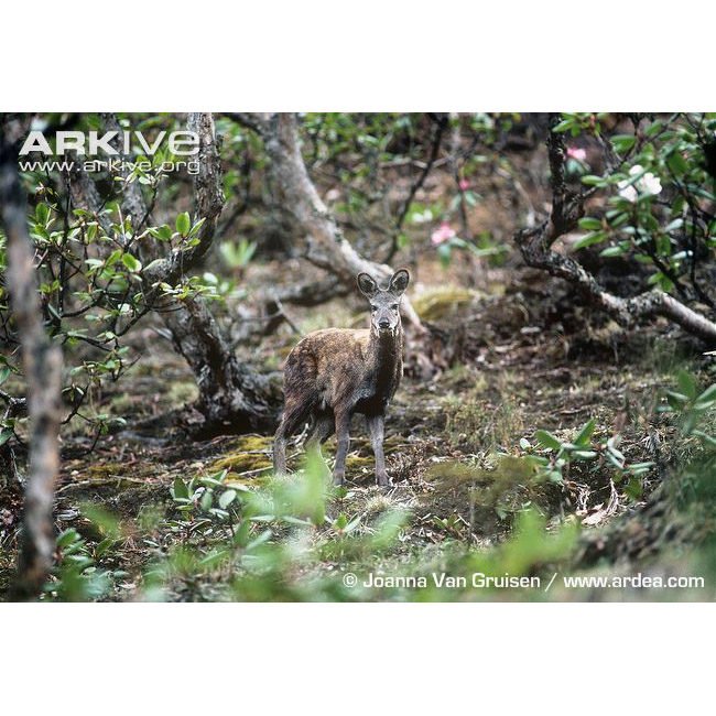 Moschus chrysogaster Фото №7